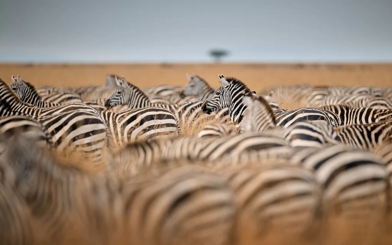 7 Day Land of a Thousand Hills Rwanda Gorilla & Safari Tour
